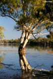 8273- the river has grown