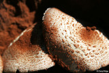 8383- toadstools and red dirt