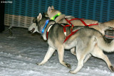 05650b sled dogs, Siberian Huskies