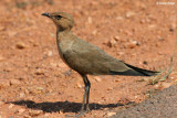 0787-pratincole.jpg