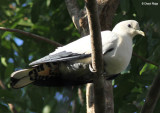 7118-imperial-pigeon.jpg