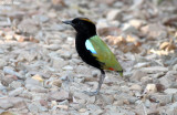 7154-rainbow-pitta.jpg