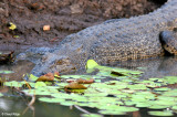 6249-croc-ywaters.jpg