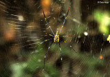 2982- spider at south alligator