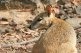 6458-wallaby.jpg