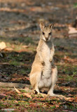 6474-wallaby.jpg