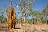 2855-termite-mound.jpg