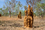 2860-termite-mound.jpg