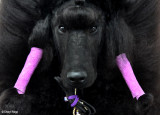 7363b-poodle.jpg