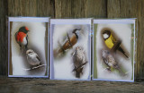Australian wildlife - small bush birds - cards for sale