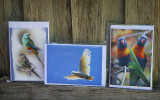 Australian wildlife - parrots and cockatoos - cards for sale