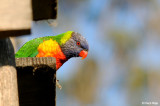 Rainbow Lorikeets