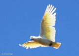 Sulphur Crested Cockatoos