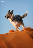 Rosie at the dunes