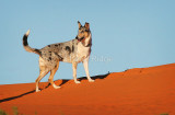 Smooth Collie Rosie