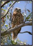 4830-owl - southern boobook