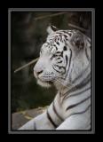 white tiger GM4Z4999.jpg