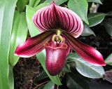 Lady Slipper Orchid