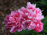 Peony No. 2