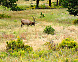 Elk