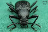Darkling Beetle - Upis ceramboides 2 m11