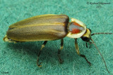 Firefly - Photuris fairchildi 1 m11