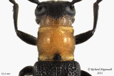 Longhorned Beetle - Oberea affinis 3 m11
