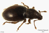 Weevil Beetle - Barypeithes pellucidus 1 m11