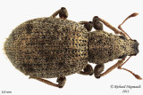 Weevil Beetle - Sciaphilus asperatus 2 m11