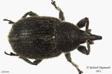 Weevil Beetle - Gymnetron antirrhini 2 m11