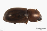 Minute Tree-fungus Beetle - Cis levettei 2 m11