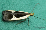 2295 - Cream-edged Dichomeris Moth - Dichomeris flavocostella m11