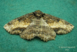 8697 - Colorful Zale Moth - Zale minerea 1 m11