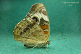 4440 - Common Buckeye - Papillon occell 2 m11
