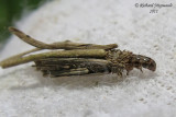 0437 - Common Bagworm Moth - Larve de Psych - Psyche casta 2 m11