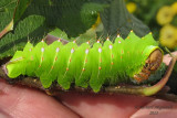7757 - Polyphemus Moth - Antheraea polyphemus m11