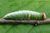 7995 - Wavy-Lined Heterocampa Moth - Heterocampa biundata 1 m11