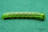 9454 - Veiled Ear Moth - Amphipoea velata m11