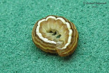 10431 - Wheat Head Armyworm - Dargida diffusa 1 m11