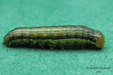 10438 - Armyworm - Mythimna unipuncta 2 m11