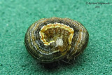 10438 - Armyworm - Mythimna unipuncta 3 m11
