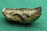Fritillary chrysalis m11