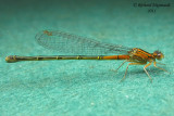 Narrow-winged Damselfly - Ischnura verticalis - Eastern Forktail immature female m11