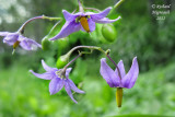 Morelle douce-amre - Bittersweet nightshade - Solanum dulcamara 3 m11