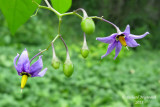 Morelle douce-amre - Bittersweet nightshade - Solanum dulcamara 4 m11