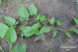 Morelle douce-amre - Bittersweet nightshade - Solanum dulcamara 1m11