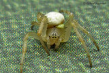 Orb Weaver - Araniella displicata - Sixspotted Orbweaver 2b m11