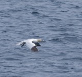 foubassan_001_GF.jpg