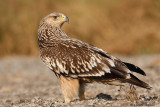 Imperial Eagle Aquila heliaca