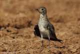    Collard Pratincole